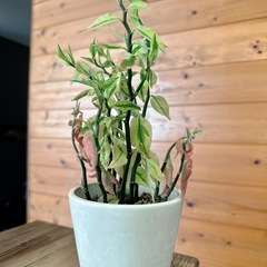 ペディランサス30〜40cm