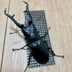 ギラファノコギリクワガタ　NO.1 1ペアーの画像