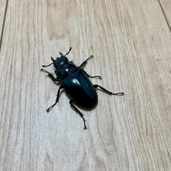 ギラファノコギリクワガタ　NO.1 1ペアーの画像