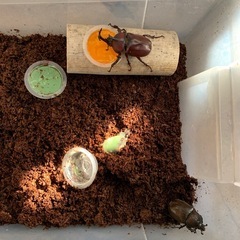 カブトムシ