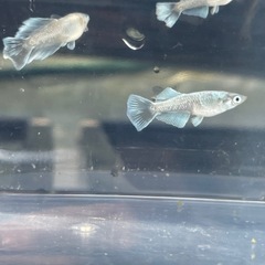 レーヴヒカリメダカの画像