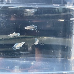 レーヴヒカリメダカの画像
