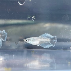 レーヴヒカリメダカの画像