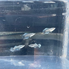 レーヴヒカリメダカ