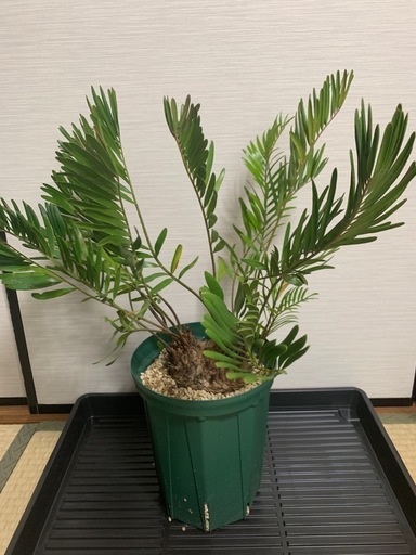 ザミア フロリダーナ　稀少な4頭極上株