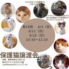 保護猫譲渡会inアントノアール