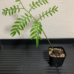 リュウビンタイ　1株