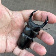 オオクワガタ　♂80.3mm　♀51.2mm