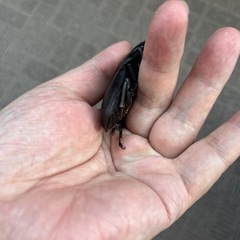 オオクワガタ　♂80.3mm　♀51.2mmの画像