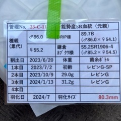オオクワガタ　♂80.3mm　♀51.2mmの画像