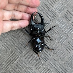 オオクワガタ　♂80.3mm　♀51.2mmの画像