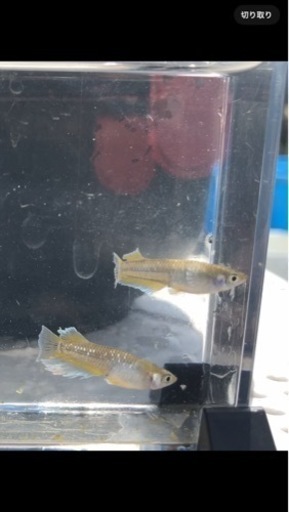 フロマージュ　キッシングワイドフィン　稚魚　1センチ程度　メダカ　めだか