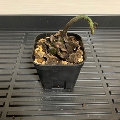 リュウビンタイ　1株②