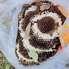 蜂の駆除お困りの方はいませんか？