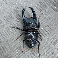 オオクワガタ　♂79.8mm ♀50.8mmの画像