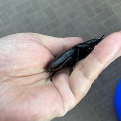 オオクワガタ　♂79.8mm ♀50.8mmの画像