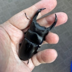 オオクワガタ　♂79.8mm ♀50.8mmの画像
