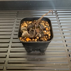 リュウビンタイ　1株③