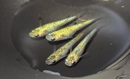 【お取引中】夜桜GX×月弓 F2 （若魚）  2ペア  ※必ず説明文をお読みください