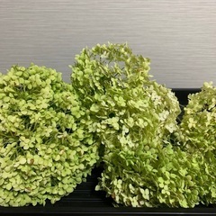 アナベル　ドライフラワー1箱