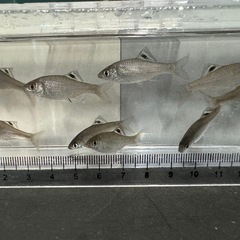 韓国産 オオイチモンジ ３.５〜４.５センチ １０匹の画像