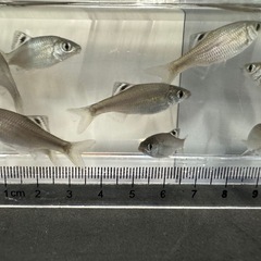 韓国産 オオイチモンジ ３.５〜４.５センチ １０匹