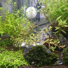 ロタラ インディカ 水草 アクアリウム