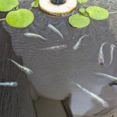 11匹成魚　3色体外光メダカ