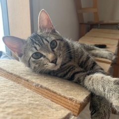 甘えん坊のスリスリ【ペコちゃん】