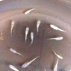 ネプチューンメダカ　5匹　3,000円　如何ですか！の画像