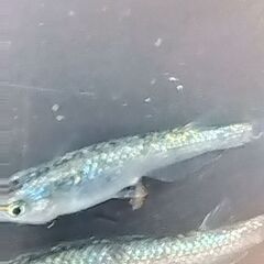 ネプチューンメダカ　5匹　3,000円　如何ですか！