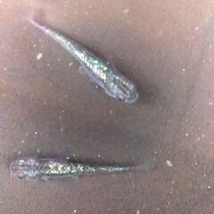 ネプチューンメダカ　5匹　3,000円　如何ですか！の画像