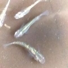 ネプチューンメダカ　5匹　3,000円　如何ですか！の画像