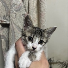 【決定しました】子猫の里親さん探しています