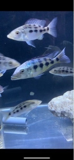 熱帯魚　アフリカンシクリッド  フッソクロミス　ロストラータス　WILD 約15センチ　写真個体販売