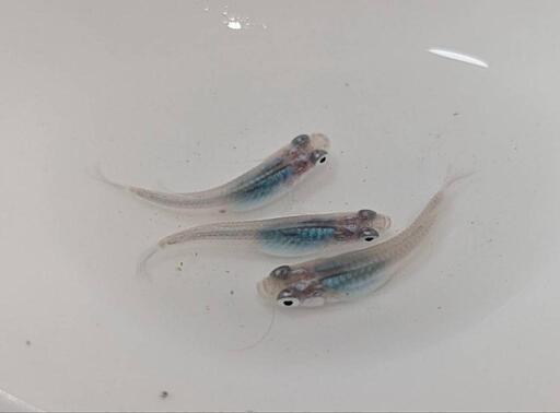 深海（若魚）c-2  トリオ雄1匹、雌2匹