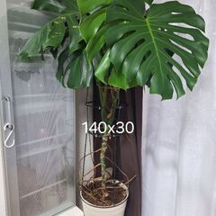 モンステラ