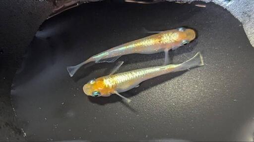 【お取引中】ダイアナ妃  （若魚）1ペア c-3