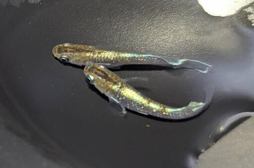 【お取引中】レッドクリフダークタイプ（若魚）1ペア C-5  ※必ず説明文をお読みください