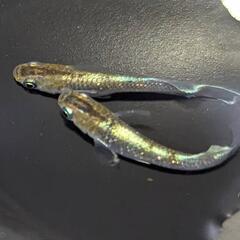 【お取引中】レッドクリフダークタイプ（若魚）1ペア C-5  ※...