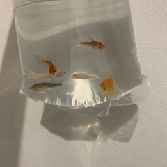 金魚、鯉6匹の画像