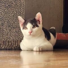 譲渡成立しました。甘えん坊の子猫さん