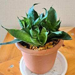 🌿サンスベリア🌿 ①