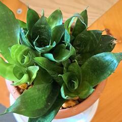 🌿サンスベリア🌿 ①の画像
