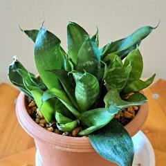 🌿サンスベリア🌿 ①の画像