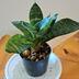 ランキングキーワードに紐づく投稿画像-観葉植物