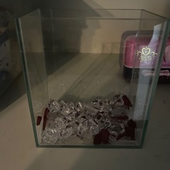 　ベタ　クリスタル水槽