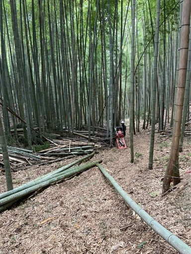 竹切ります。(無料より)