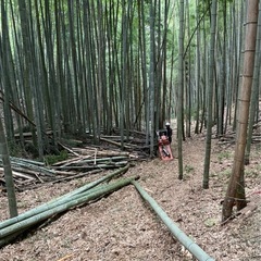 竹切ります。(無料より)