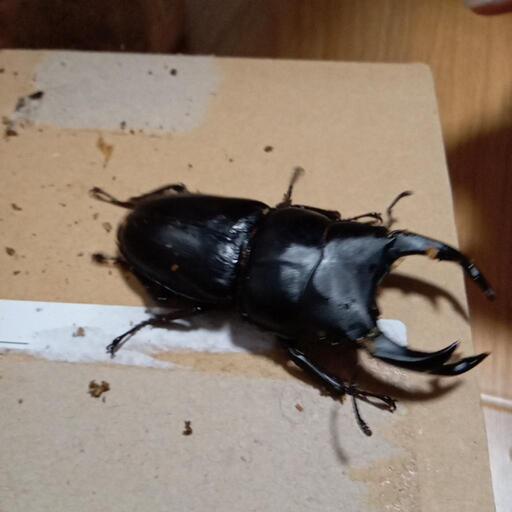 オオクワガタ③商談中